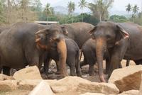 Elefantenwaisenhaus von Pinnawala