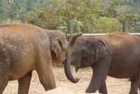 Elefantenwaisenhaus von Pinnawala