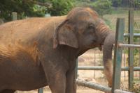 Kurzes Nickerchen im Elefantenwaisenhaus