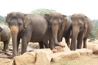 Elefantenwaisenhaus von Pinnawala