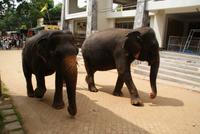 Elefanten auf dem Weg zum Fluss in Pinnawala