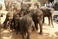 Elefanten auf dem Weg zum Fluss in Pinnawala