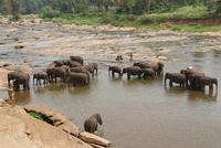 Elefanten in Pinnawala