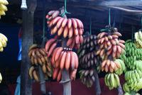 Rote Bananen in Sri Lanka