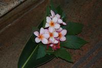 Chandara's Blumengruß