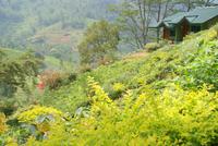 Mittagsstopp am Ramboda Falls Restaurant