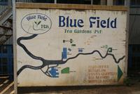 Besuch der Teefabrik Blue Field im Hochland