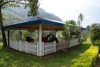 Besuch der Teefabrik Blue Field im Hochland