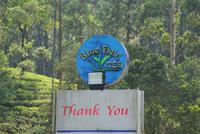 Besuch der Teefabrik Blue Field im Hochland