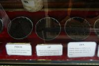 Besuch der Teefabrik Blue Field im Hochland