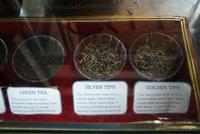 Besuch der Teefabrik Blue Field im Hochland