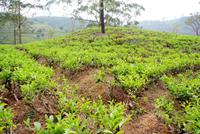 Teeplantage im Hochland
