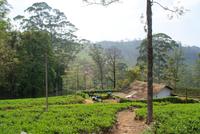 Teeplantage im Hochland