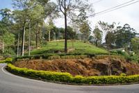 Teeplantage im Hochland