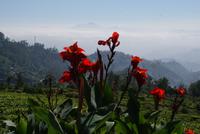 Im Hochland Sri Lankas