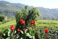 Im Hochland Sri Lankas