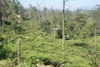 Teeplantage im Hochland