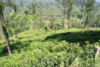 Teeplantage im Hochland