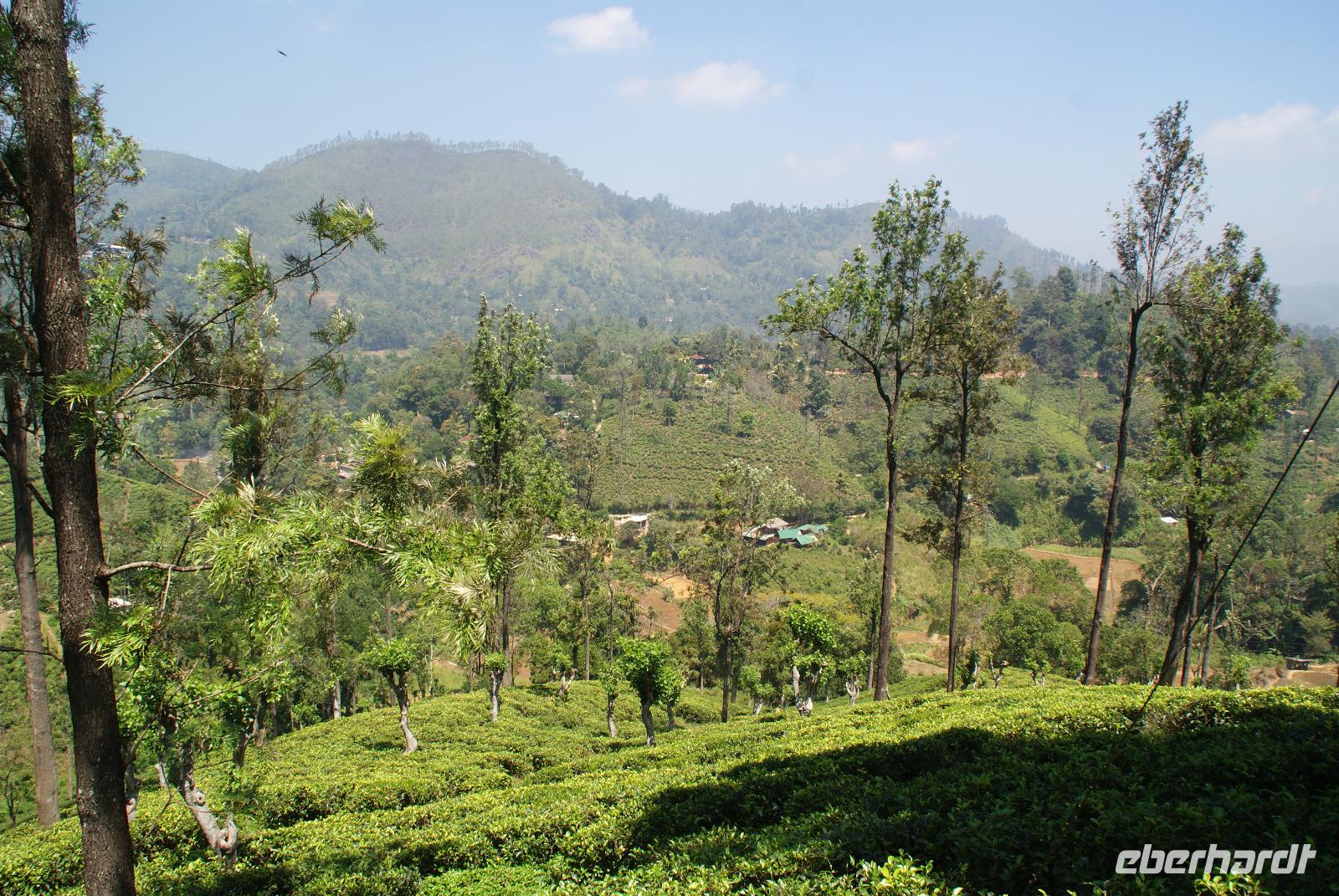 Teeplantage im Hochland