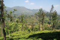 Teeplantage im Hochland