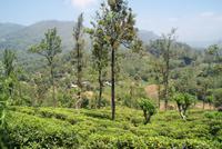 Teeplantage im Hochland