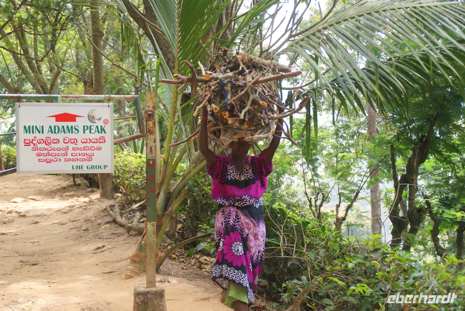 Tamilin beim Holzsammeln