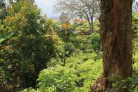 Afrikanischer Tulpenbaum im Hochland