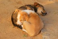 so viel toben macht müde!!!!