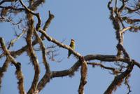Bienenfresser im Yala Park