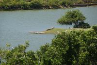 Krokodil im Yala Nationalpar