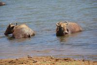 Büffel im Yala Park