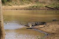 Krokodil im Yala Nationalpark