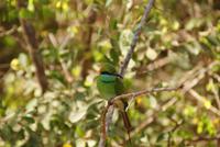 Bienenfresser im Yala Park
