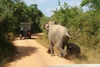 Elefanten im Yala Park