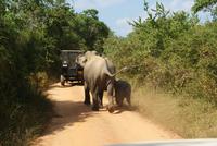 Elefanten im Yala Park