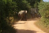 Elefanten im Yala Park
