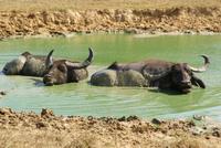 Büffel im Yala Park