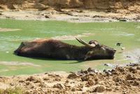 Büffel im Yala Park
