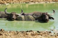 Büffel im Yala Park