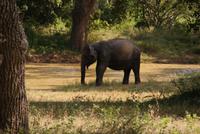 Elefanten im Yala Park