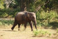 Elefanten im Yala Park