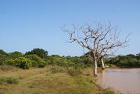 Akazien im Yala Park