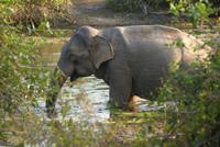 Hauselefant des Cinnamon Wild Hotel am Yala Park