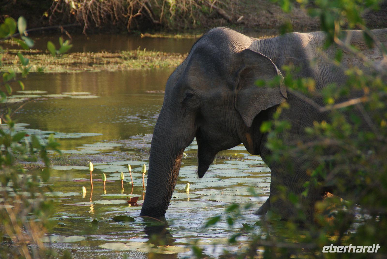 Hauselefant des Cinnamon Wild Hotel am Yala Park
