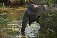 Hauselefant des Cinnamon Wild Hotel am Yala Park