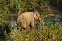 Hauselefant des Cinnamon Wild Hotel am Yala Park