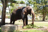 Tempelelefant vom Devinuwara Tempel