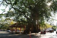 Würgefeige mit Luftwurzeln