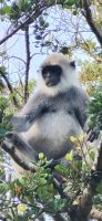 156 neue Nachbarn in der Cinnamon Wild Yala Lodge