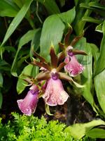 Im Orchideengarten in Singapur